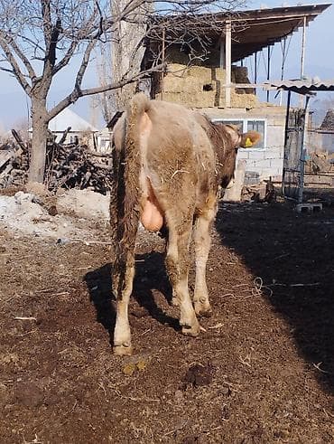 Грызуны: Продаю | Бык (самец) | Полукровка | На откорм | Привязанные — 1