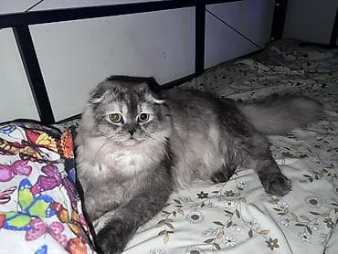 Продажа кошек: Шотландская вислоухая кошка (Scottish Fold), длинношёрстная, окрас — 1