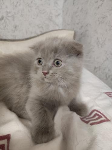 кошка продаётся: Скотиш Страйт (Шотландская прямоухая), 2 месяца, Девочка, Приучена к лотку — 1