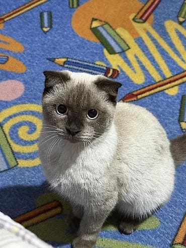 манчкин кот цена бишкек: Скотиш Фолд (Шотландская вислоухая), 5 месяцев, Девочка, Приучена к лотку — 3
