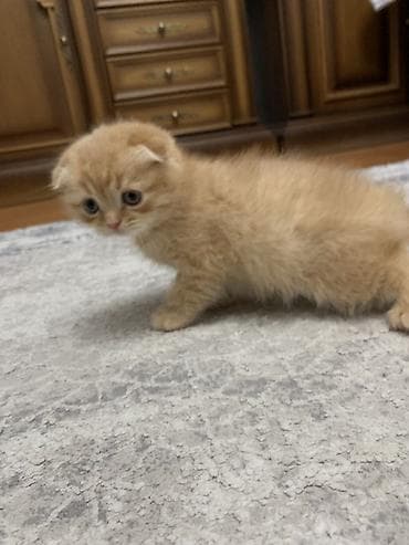 Шотландские вислоухие котята (Scottish Fold) - Окрас: сплошной серый