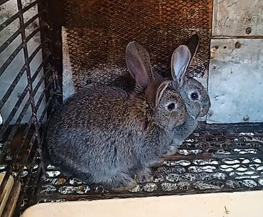клетка для крысы: Продаю | Крольчата | Серый великан — 2