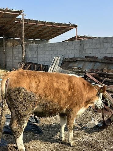 Коровы, быки: Продаю | Бык (самец) | Симментальская | На откорм | Привязанные — 4