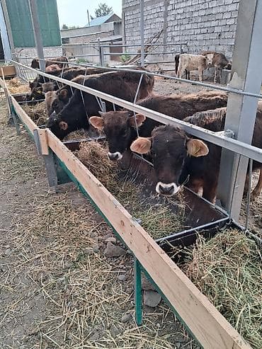 Продаю | Бык (самец) | Полукровка | На откорм | Привязанные