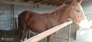 Продаю | Конь (самец) | Рабочий