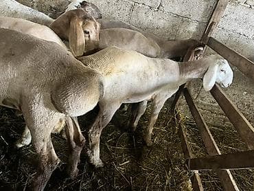 козье: Продаю | Овца (самка), Ягненок, Баран (самец) — 1