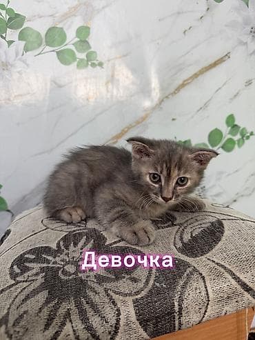 Үй жаныбарлары: Скотиш Фолд (Шотландиялык шалпаң кулак), 2 айлык, Ургаачы, Лотокко барууга үйрөтүлгөн — 1