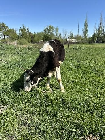 алабай самка: Продаю | Бык (самец) | Голштин | На откорм — 4