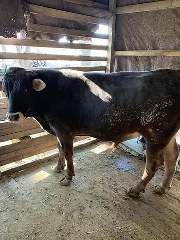 ласка купить: Продаю | Бык (самец) | На откорм | Осеменитель — 2