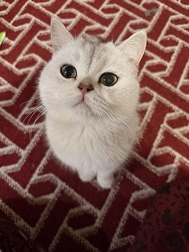 Грызуны: Британская шиншилла (окрас серебристый с затушёванным типпингом) — 3