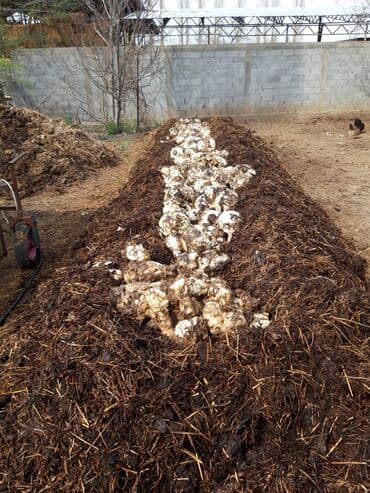 шабыркуль уголь токмок: Биогумус из конского навоза просеяный сито 2-3мм .оптом 1т 13сом/kg в — 5