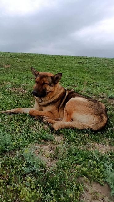 Продается собака пастух. Пасет лощадей, коров и овец (управляет