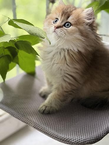Кошки: Скотиш Фолд (Шотландская вислоухая), 2 месяца, Девочка — 9