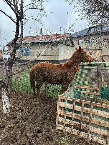 бишкек собака: Сатам | Тай — 1