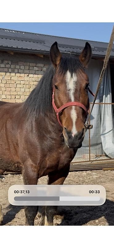 Продаю | Конь (самец), Жеребец | Полукровка | Для разведения, Рабочий | Осеменитель