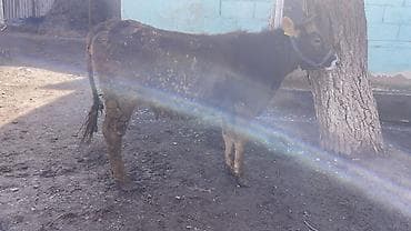 калифорния черви: Продаю | Корова (самка) | Швицкая | Для разведения, Для молока — 4