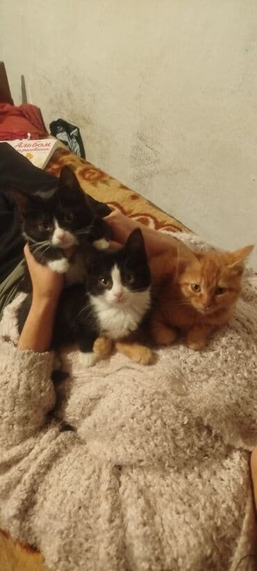 где можно купить котят в бишкеке: 4 месяца, Мальчик, Приучена к лотку — 2