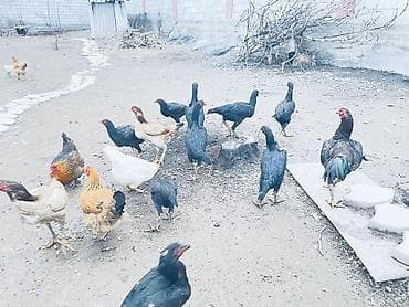 Кошки: Продаю бойцовых Курочек 
Звоните на телефон номер Вацап — 3