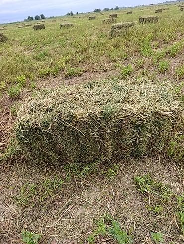 прием кукурузы: Сено в тюках (прямоугольные тюки) - Заготовлено на поле, сушилось — 4