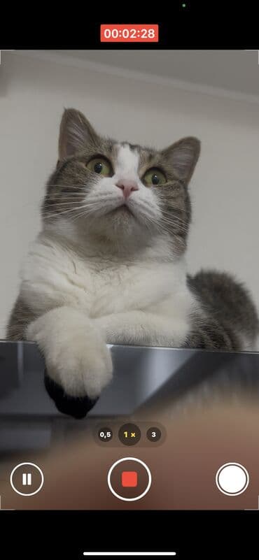 шотландская кошка бишкек: Кошка даром: Беспородная, 1 год, Девочка — 5