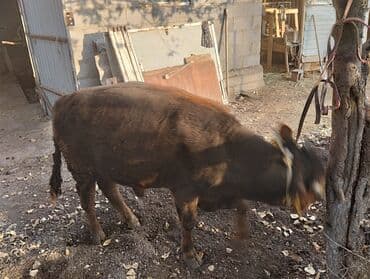 собака булдок: Продаю | Бык (самец) — 1