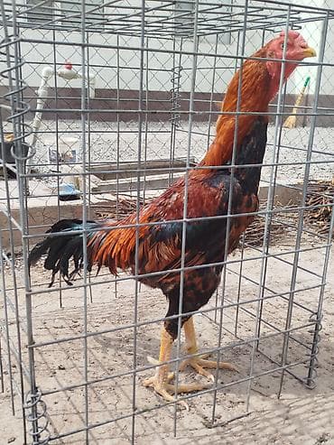 толк кана: Дакан тулок короз сатылат алмашу жолдору бар домашний тооко алмашам — 4