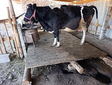 хара: Сатам | Уй (ургаачы) | Сүт алуу үчүн | Байланган — 1