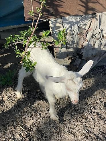 гиссар кой: Продаю | Козлёнок | Для молока — 4