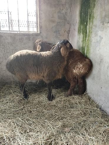 тай дай: Продаю | Овца (самка) | Для разведения | Племенные — 3