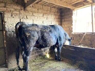 куплю домашнее животное: Продаю | Бык (самец) | Ангус | На откорм | Привязанные — 2