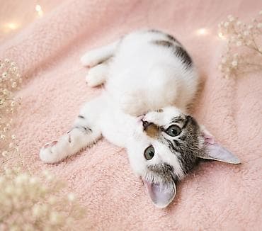 отдам котят: 2 месяца, Девочка, Приучена к лотку — 4