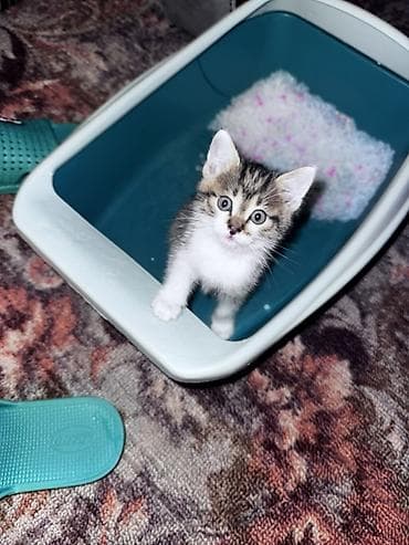 котенок 1 месяц: Кошка даром: Беспородная, 1 месяц, Мальчик, Приучена к лотку — 1
