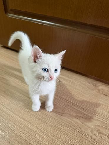 Девочка, Приучена к лотку