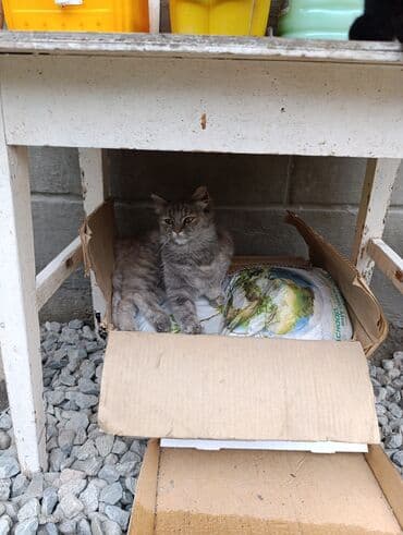 отдам кошечку в добрые руки: Кошка даром: Беспородная, 5 месяцев, Девочка — 4