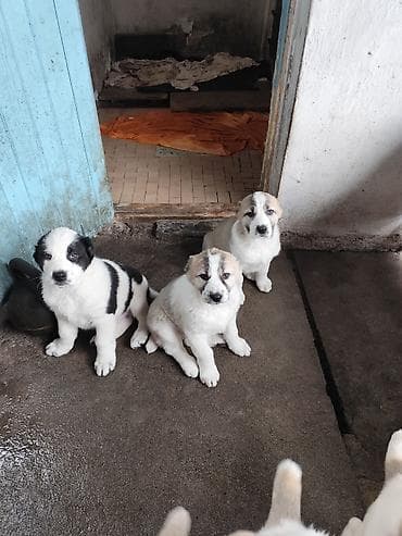 поводок для алабая: Щенки среднеазиатской овчарки (Алабаи)дата рожд.03.01.26г.Щенки — 8