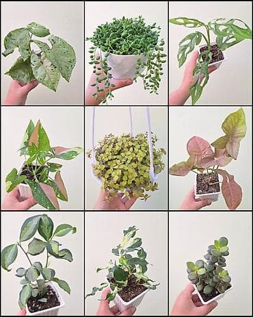 🌿 Комнатные растения/цветы (укоренённые черенки/молодые