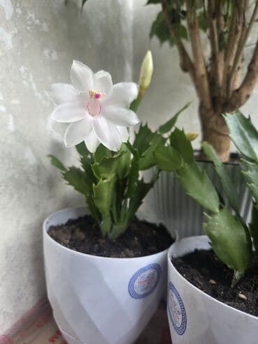 Декабрист (Schlumbergera) — комнатный кактус с плоскими членистыми