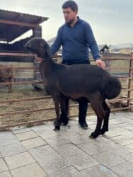 продажа козлов: Продаю | Овца (самка) | Арашан | Для разведения | Матка — 9