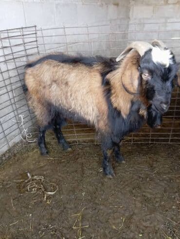 dog chow: Продаю | Козёл (самец) | Полукровка — 2