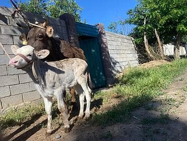 доилний апарат: Продаю | Корова (самка) | Полукровка | Для молока | После отела — 2