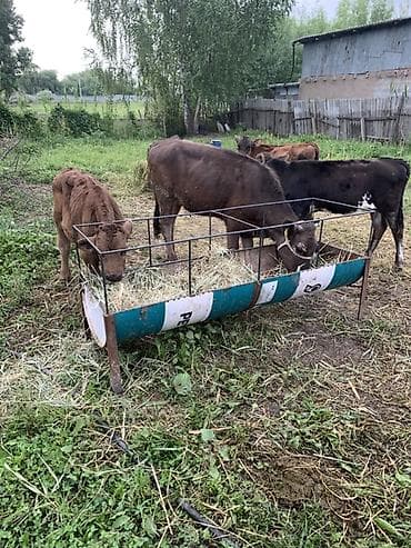 инкубатор куры: Ассаламу алейкум 4 штук экоо эркек экоо ургаачы торпоктор сатылат — 2