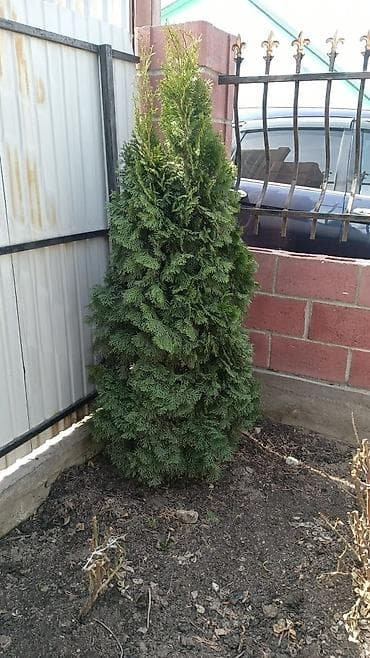 Туя западная Смарагд (Thuja occidentalis ‘Smaragd’) — вечнозелёное