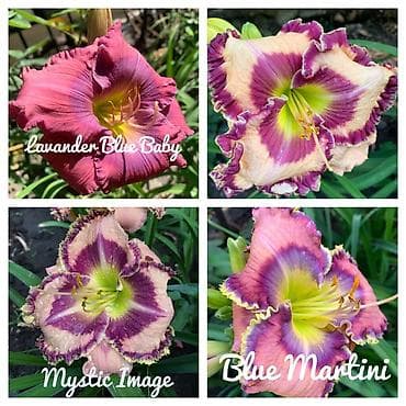 Сортовые лилейники. Сорта на фото: - Lavander Blue Baby –