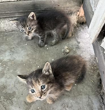 scottish fold: Бесплатнл Отдам в хорошие руки — 3