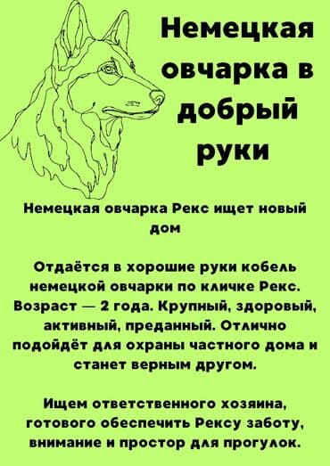 щенок отдам даром: По просьбе ⬇️⬇️⬇️ Отличный пёс по имени Рекс ищет нового хозяина!!! — 1