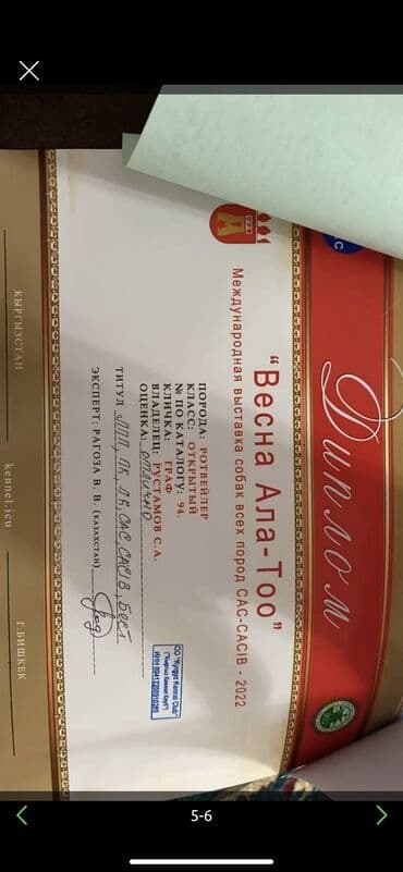 ротвелер: Ротвейлер, 3 жаш, Эркек, Эмделген — 5