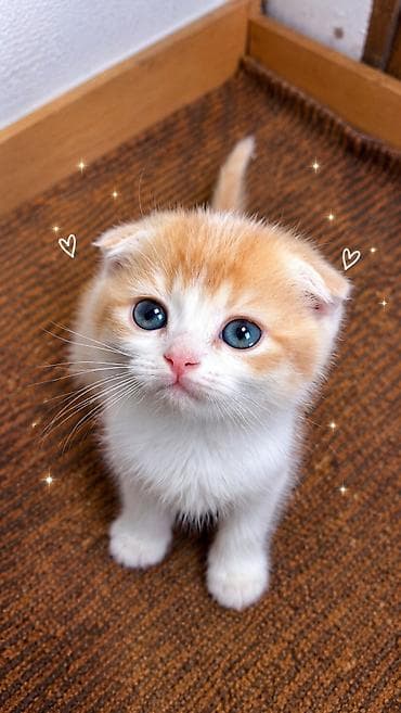 коты бенгальские: Скотиш Фолд (Шотландская вислоухая), 2 месяца, Девочка, Золотая шиншилла, Приучена к лотку — 3