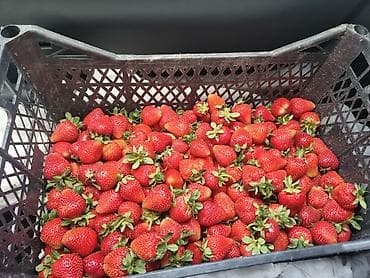 Азык-түлүктөр: Кулпунай — 1