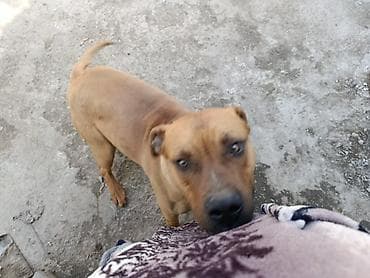 кошка пародистый: Собака даром: Питбуль, 1 год, Самец, С родословной — 2