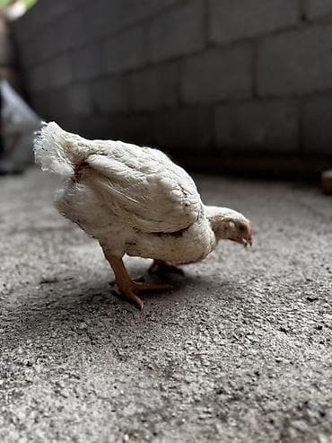 кошка домашний: Продаю | Цыплята | Бройлерная | На забой — 3